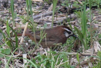 White-browed Laughingthrush Watarase Yusuichi (Wetland) Sun, 4/7/2024