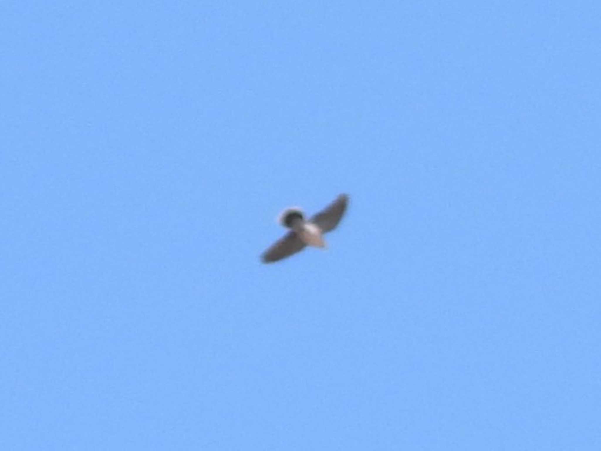 Photo of Common Kestrel at 札幌モエレ沼公園 by ゴト