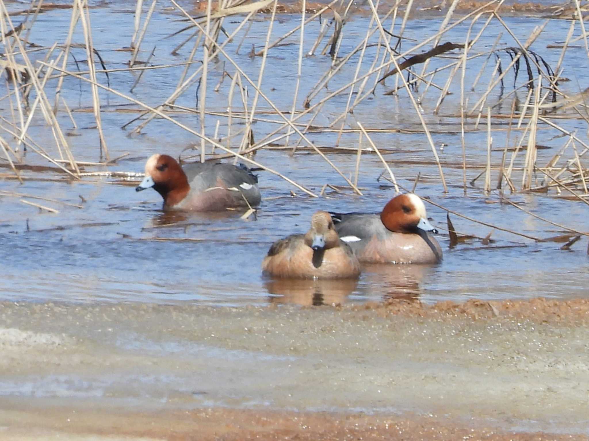 Eurasian Wigeon