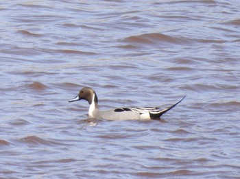 Northern Pintail 札幌モエレ沼公園 Sun, 4/7/2024