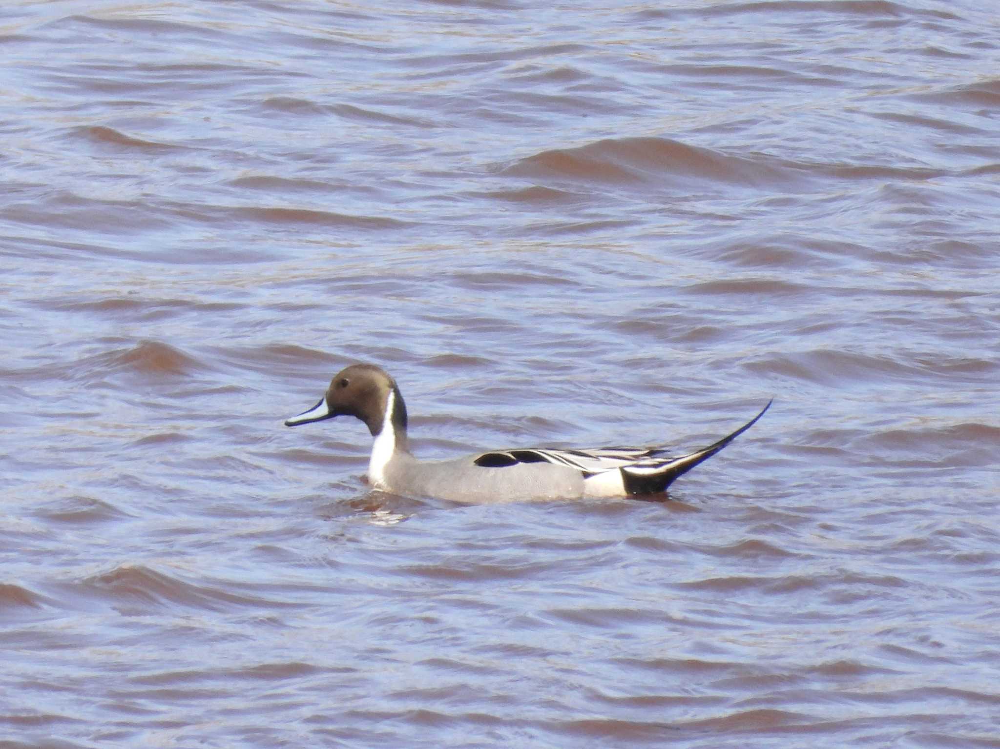 Northern Pintail