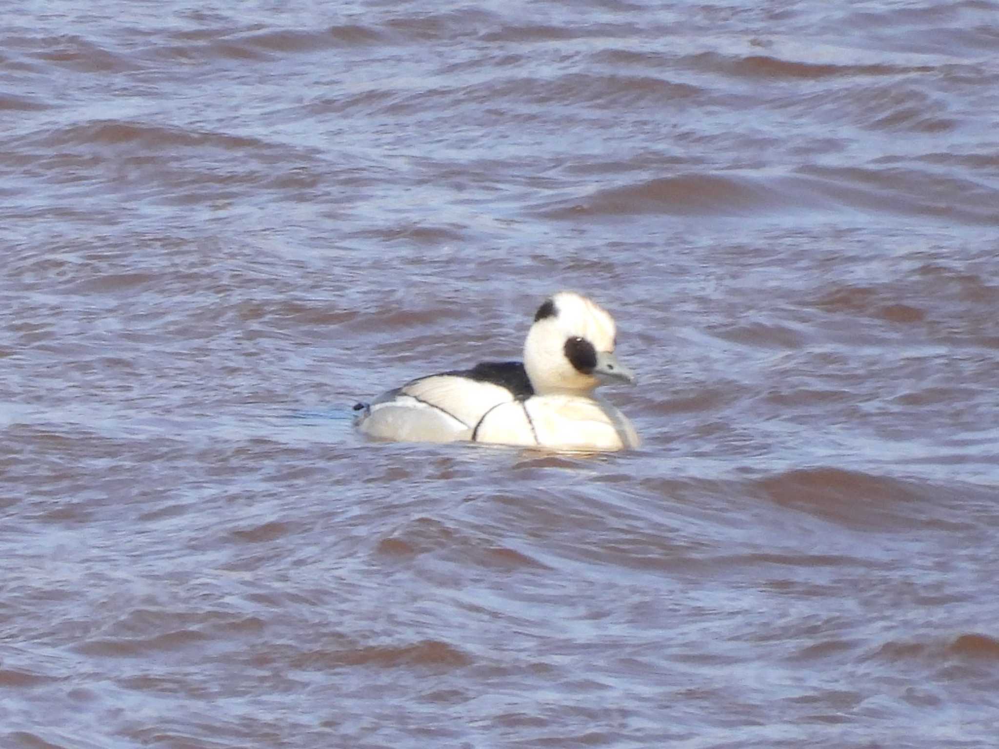 Smew