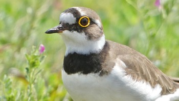 2024年4月7日(日) 平城宮跡の野鳥観察記録