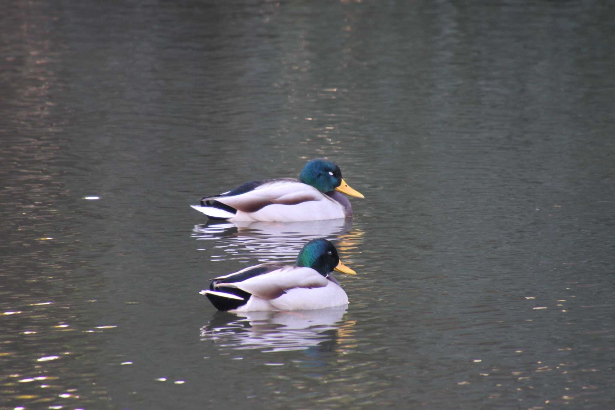 Photo of Mallard at Shinjuku Gyoen National Garden by サンダーバード