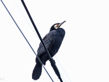 Great Cormorant 町田市 Fri, 4/5/2024