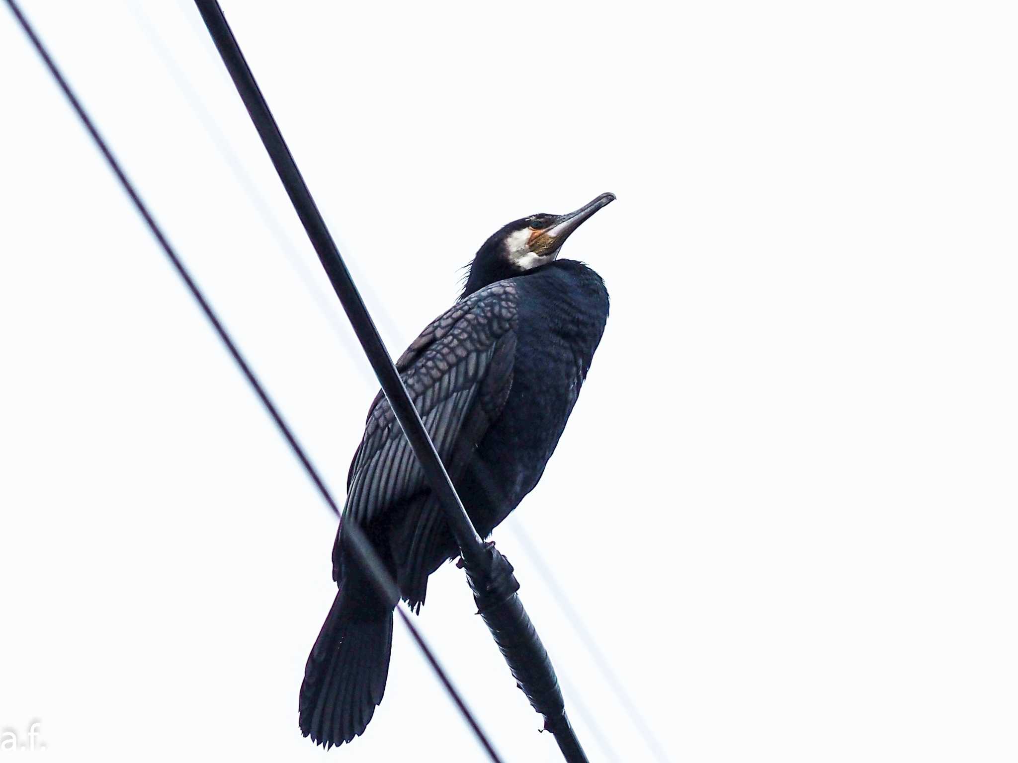 Photo of Great Cormorant at 町田市 by a.f.