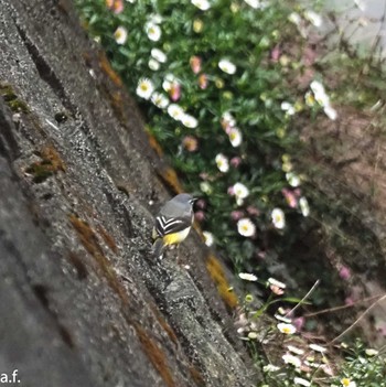 Grey Wagtail 町田市 Fri, 4/5/2024