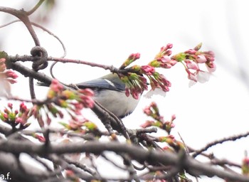 シジュウカラ 町田市 2024年4月5日(金)