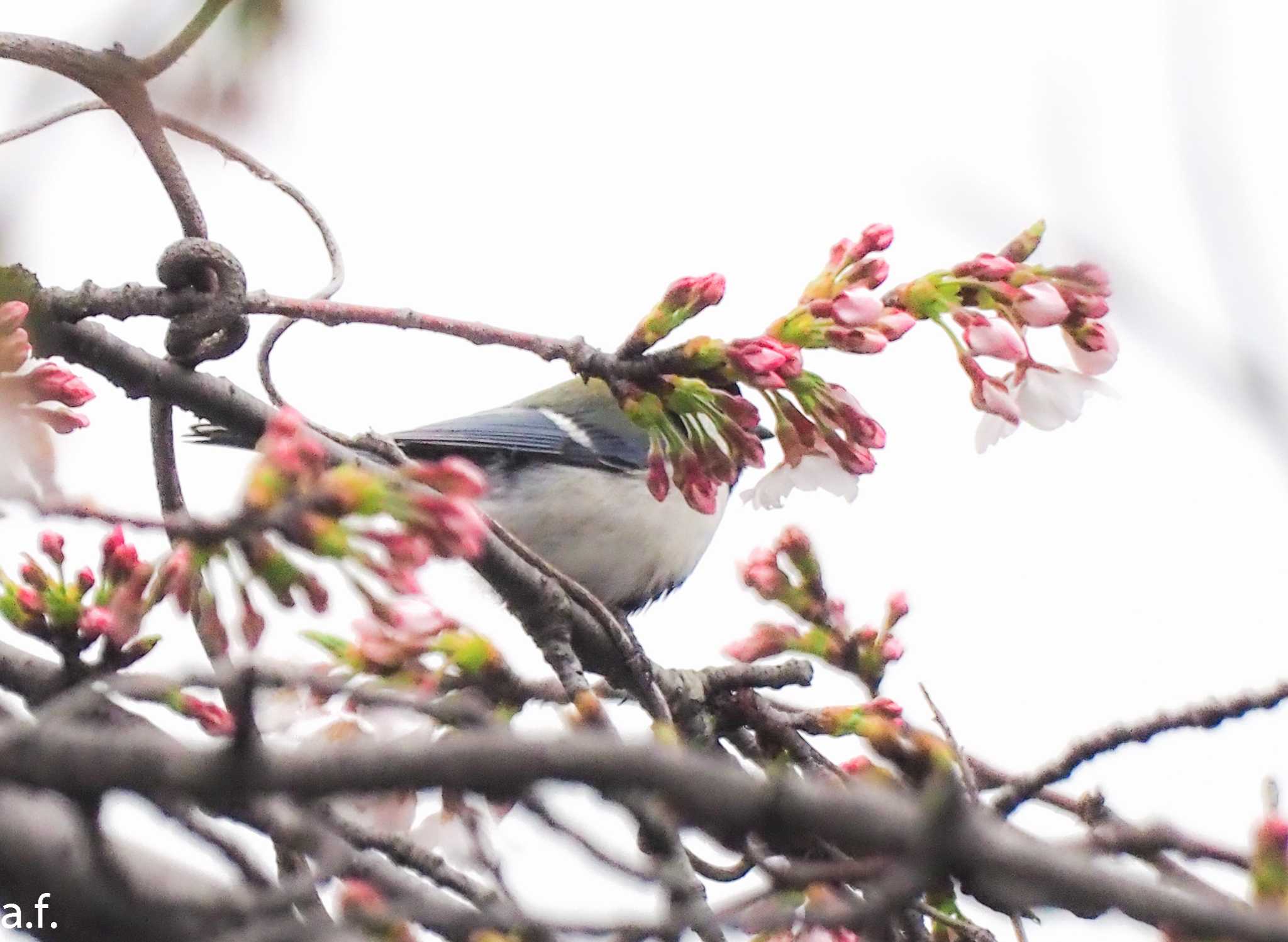 Photo of Japanese Tit at 町田市 by a.f.