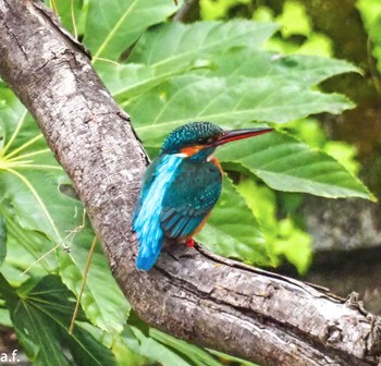 Common Kingfisher 町田市 Fri, 4/5/2024