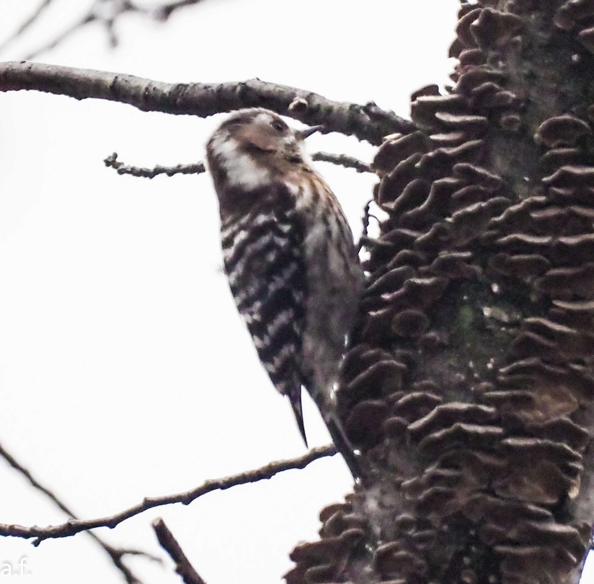Photo of Japanese Pygmy Woodpecker at 町田市 by a.f.
