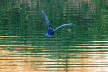 カワウ 福島市小鳥の森 2021年11月28日(日)