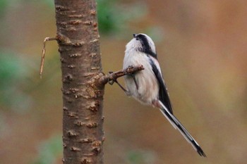 Sun, 11/28/2021 Birding report at 福島市小鳥の森