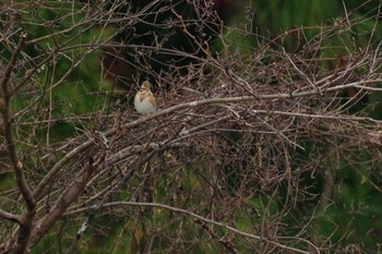 Rustic Bunting 福島市小鳥の森 Sun, 11/28/2021