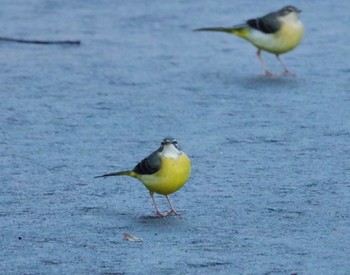 Grey Wagtail 福島市小鳥の森 Sun, 11/28/2021