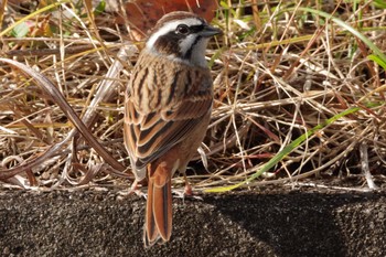 Meadow Bunting 福島市小鳥の森 Sat, 12/4/2021