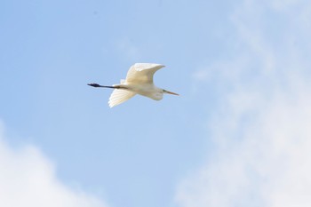 ダイサギ 福島市小鳥の森 2021年12月4日(土)