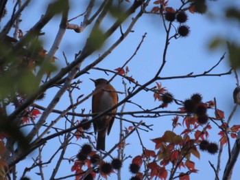 Brown-headed Thrush Osaka castle park Sun, 4/7/2024