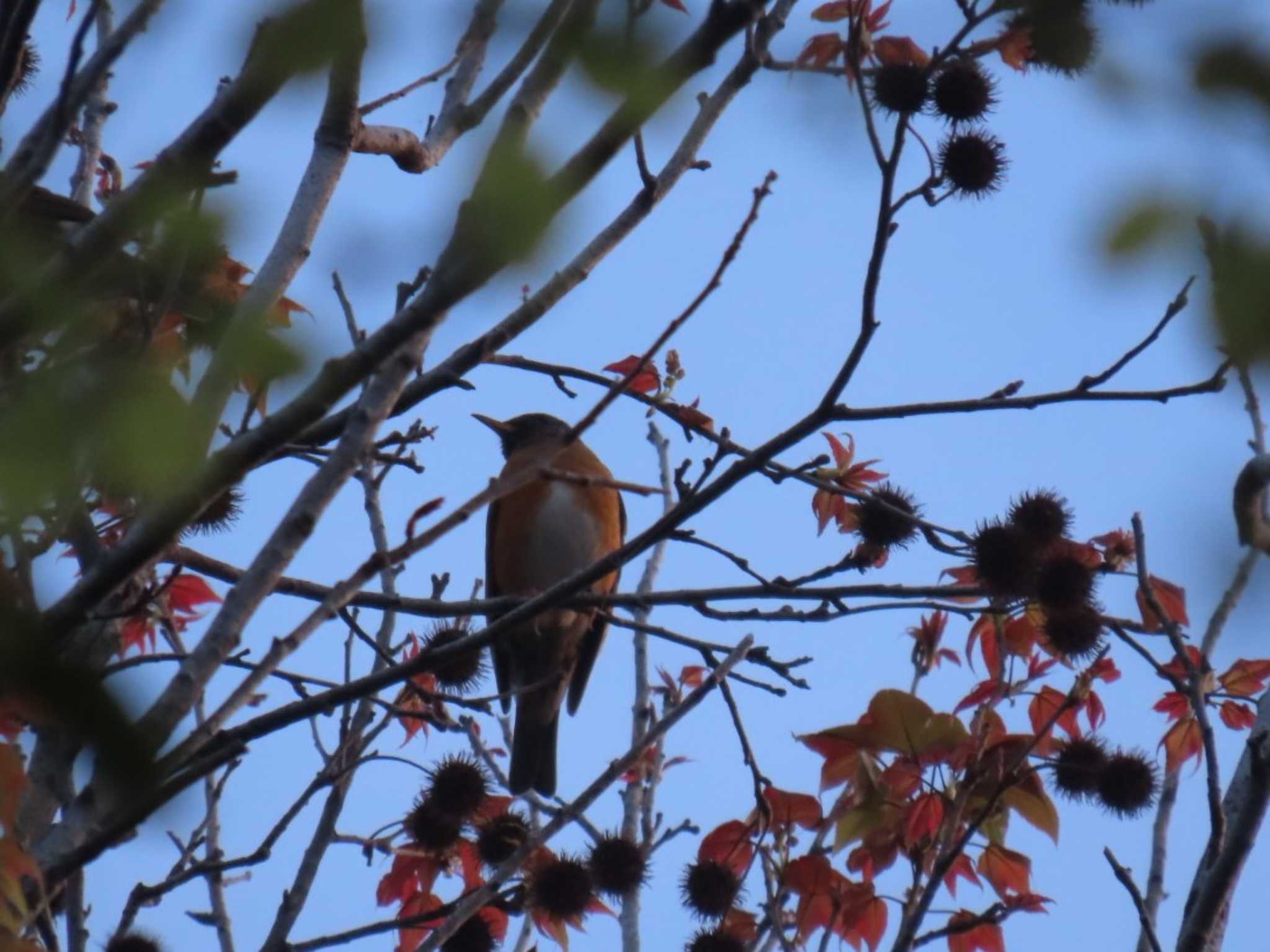 Photo of Brown-headed Thrush at Osaka castle park by れもん