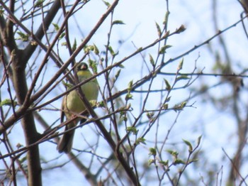 Grey-capped Greenfinch Osaka castle park Sun, 4/7/2024