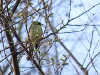 アオジ 大阪城公園 2024年4月7日(日)