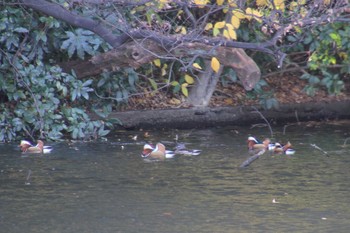 Fri, 12/14/2018 Birding report at Shinjuku Gyoen National Garden