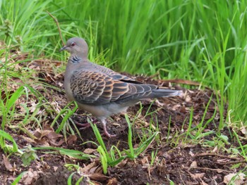 Oriental Turtle Dove 八千代総合運動公園 Sun, 4/7/2024