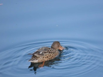 Northern Shoveler Osaka castle park Sun, 4/7/2024