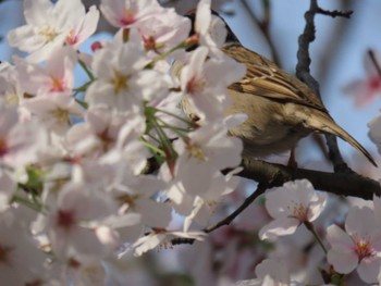 スズメ 大阪城公園 2024年4月7日(日)