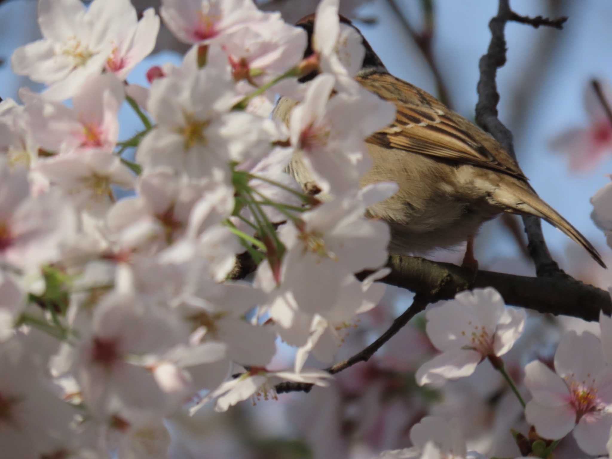 Photo of Eurasian Tree Sparrow at Osaka castle park by れもん