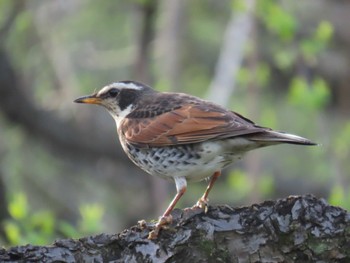 Dusky Thrush Osaka castle park Sun, 4/7/2024