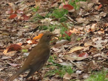 Pale Thrush Osaka castle park Sun, 4/7/2024