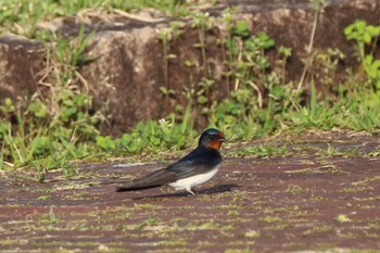 Barn Swallow 山田池公園 Sun, 4/7/2024