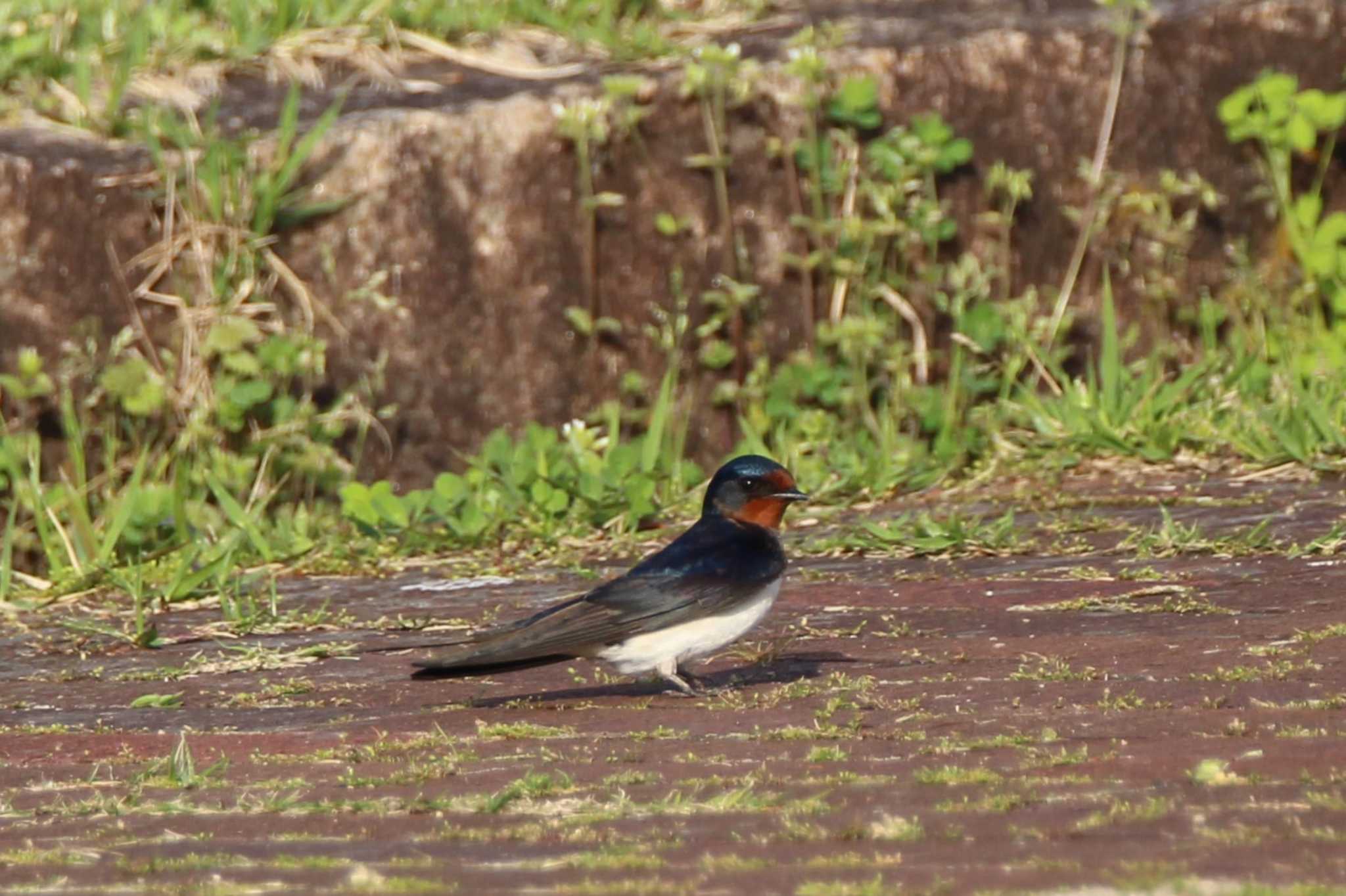 Photo of Barn Swallow at 山田池公園 by Ryoji-ji