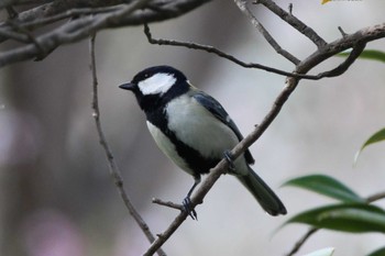 シジュウカラ 山田池公園 2024年4月7日(日)