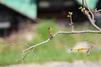 Grey-capped Greenfinch 山田池公園近くの田んぼ Sun, 4/7/2024