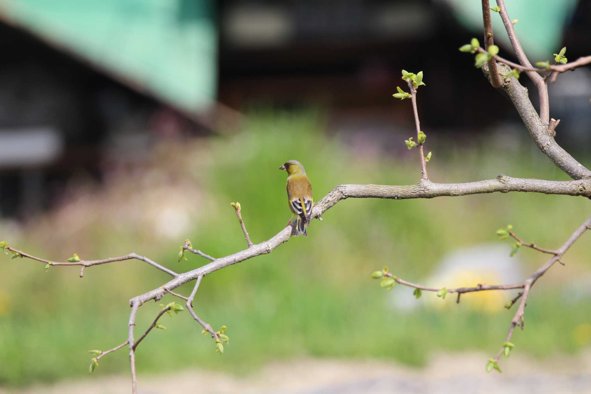 Photo of Grey-capped Greenfinch at 山田池公園近くの田んぼ by Ryoji-ji