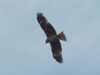 Black Kite 甲子園浜(兵庫県西宮市) Sun, 4/7/2024