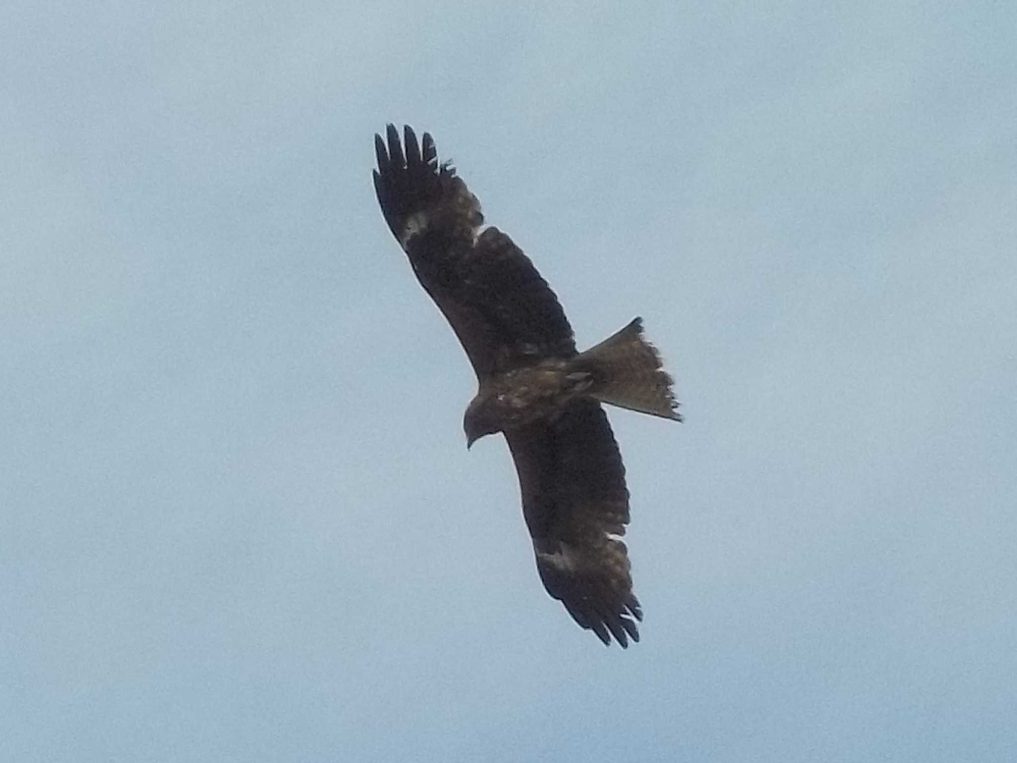 Photo of Black Kite at 甲子園浜(兵庫県西宮市) by エナガ