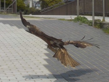 Black Kite 甲子園浜(兵庫県西宮市) Sun, 4/7/2024