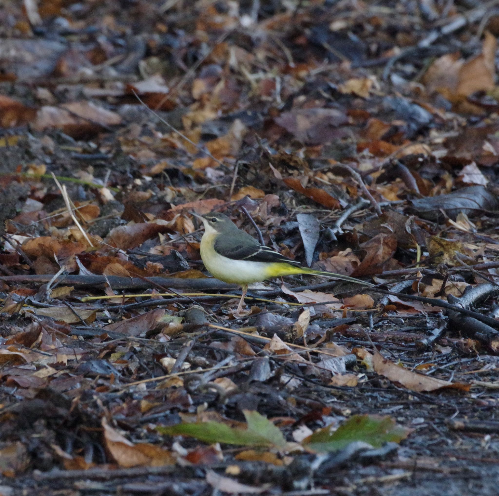 Photo of Grey Wagtail at 福島市小鳥の森 by 015