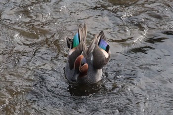 Eurasian Teal 恩田川(小山町付近) Sun, 4/7/2024