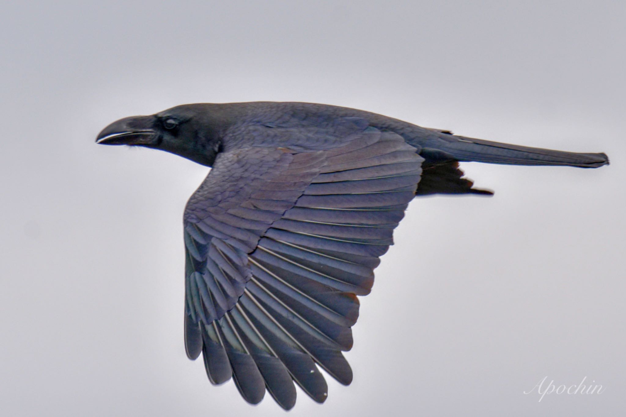 Large-billed Crow