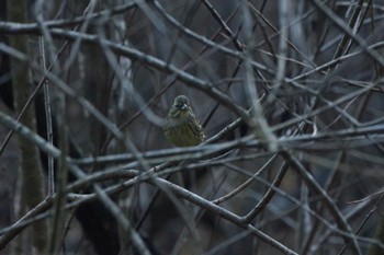 Masked Bunting 福島市小鳥の森 Sun, 11/28/2021