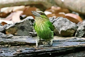 Green-eared Barbet ベトナム Wed, 4/3/2024