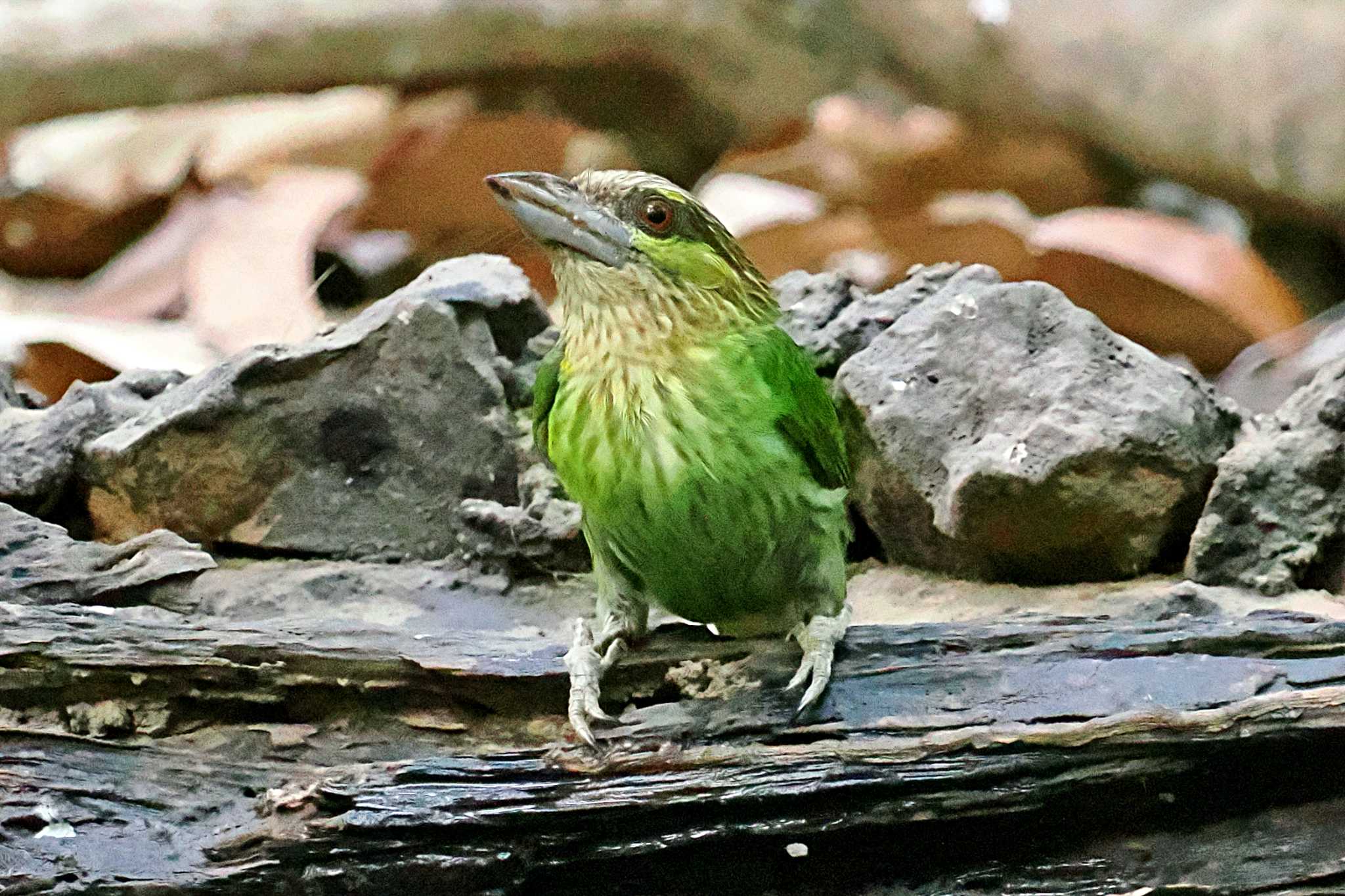 Photo of Green-eared Barbet at ベトナム by 藤原奏冥