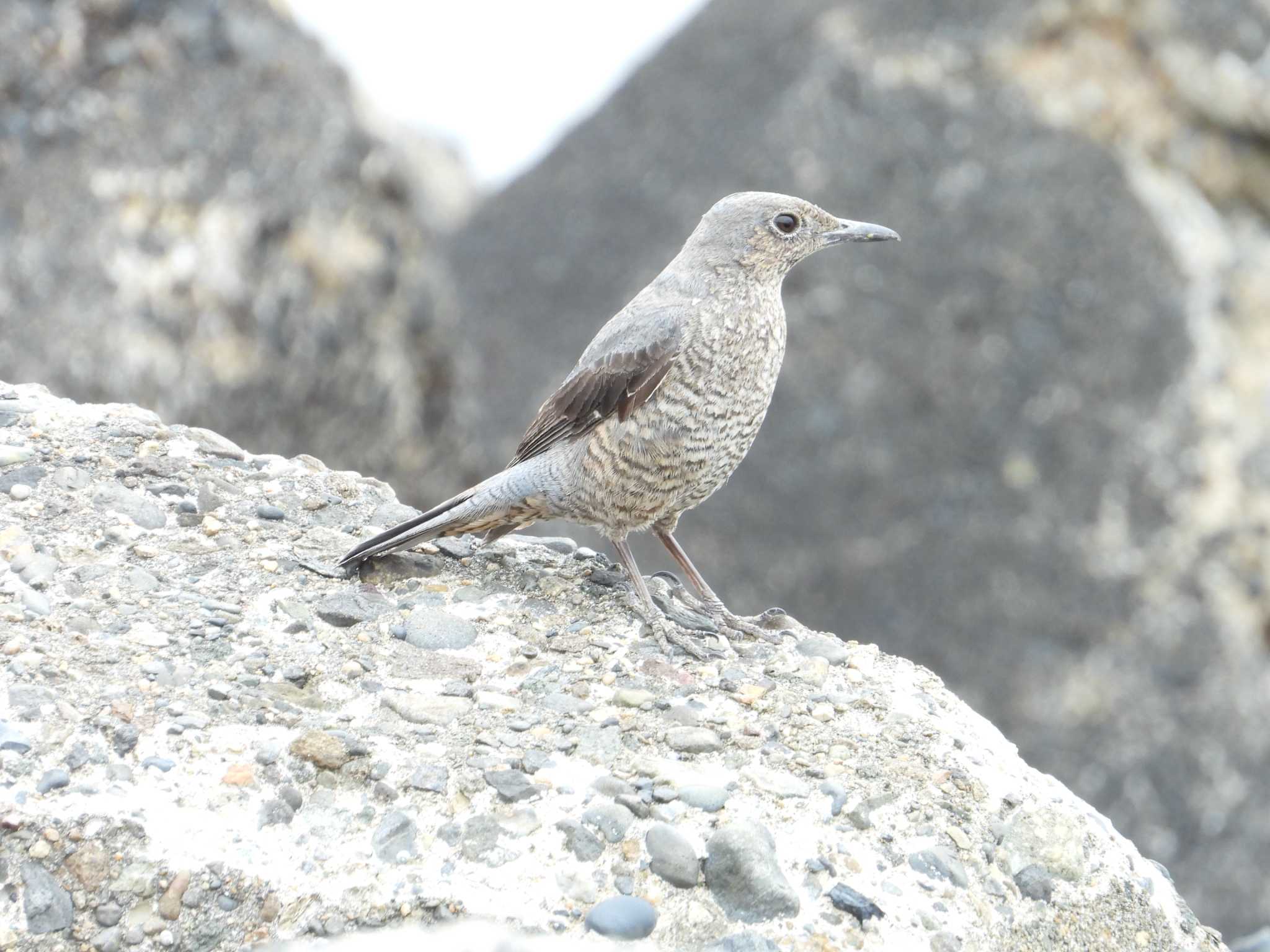 Photo of Blue Rock Thrush at 日の出三番瀬沿い緑道 by かあちゃん