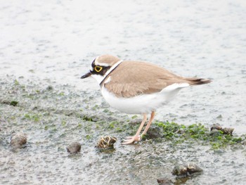 Little Ringed Plover 日の出三番瀬沿い緑道 Sat, 4/6/2024