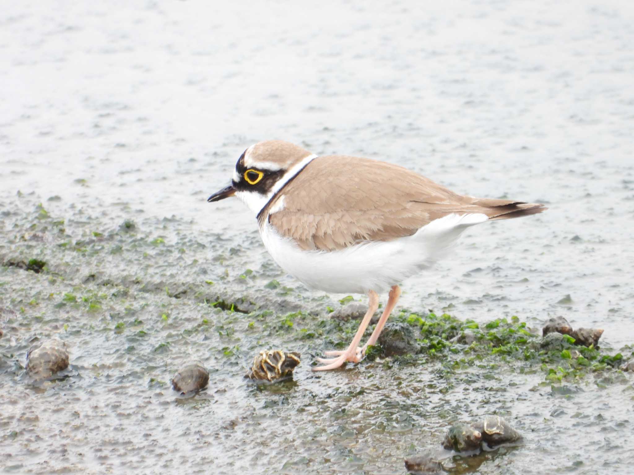 Photo of Little Ringed Plover at 日の出三番瀬沿い緑道 by かあちゃん