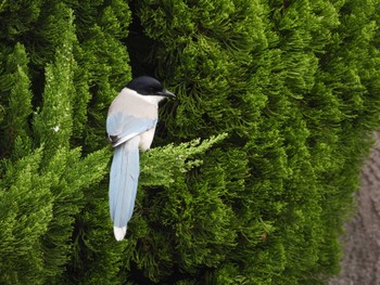 Azure-winged Magpie 日の出三番瀬沿い緑道 Sat, 4/6/2024